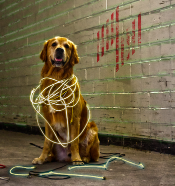 Zeigt Bild von einem Hund, am Boden liegen Netzwerkkabel.