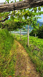 Pergola in the vineyard