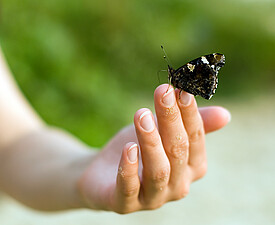 Schmetterling auf Hand vor grünem Hintergrund